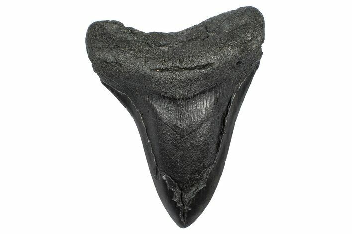 Bargain, Fossil Megalodon Tooth - South Carolina #372380